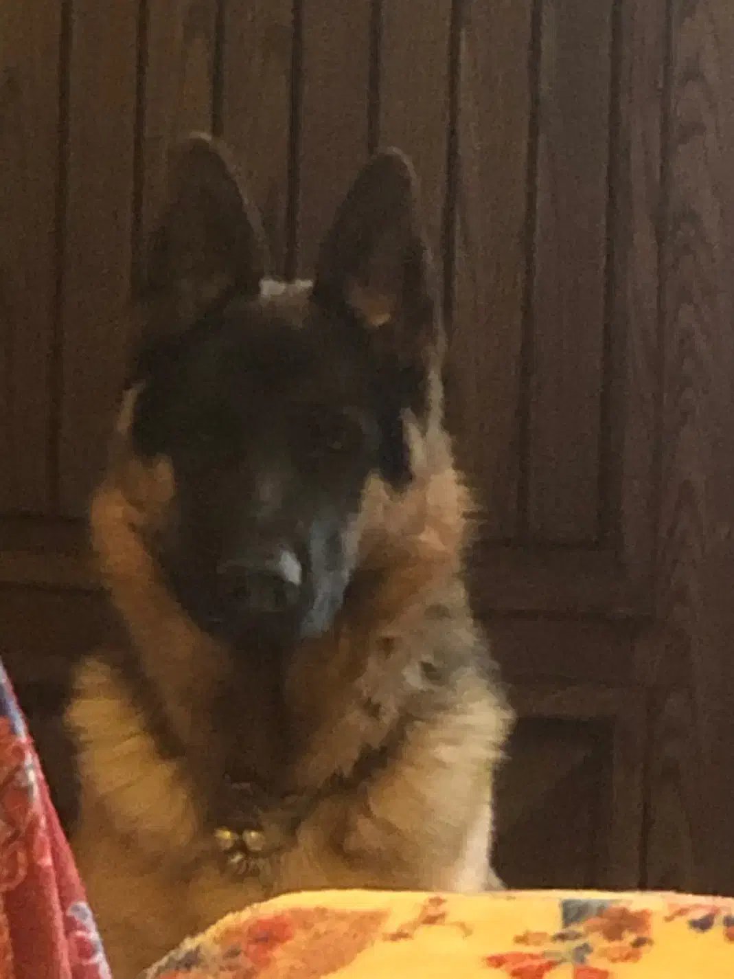 سگ ژرمن شولاین نر شناسنامه دار عالی|سگ|اصفهان, آبشار|دیوار