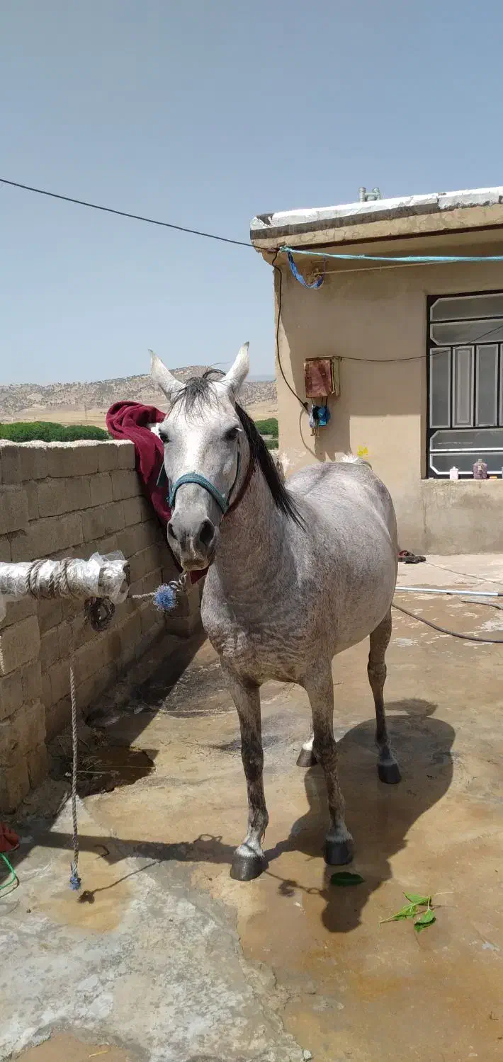 اسب مادیان|اسب و تجهیزات اسب‌سواری|ایلام, |دیوار