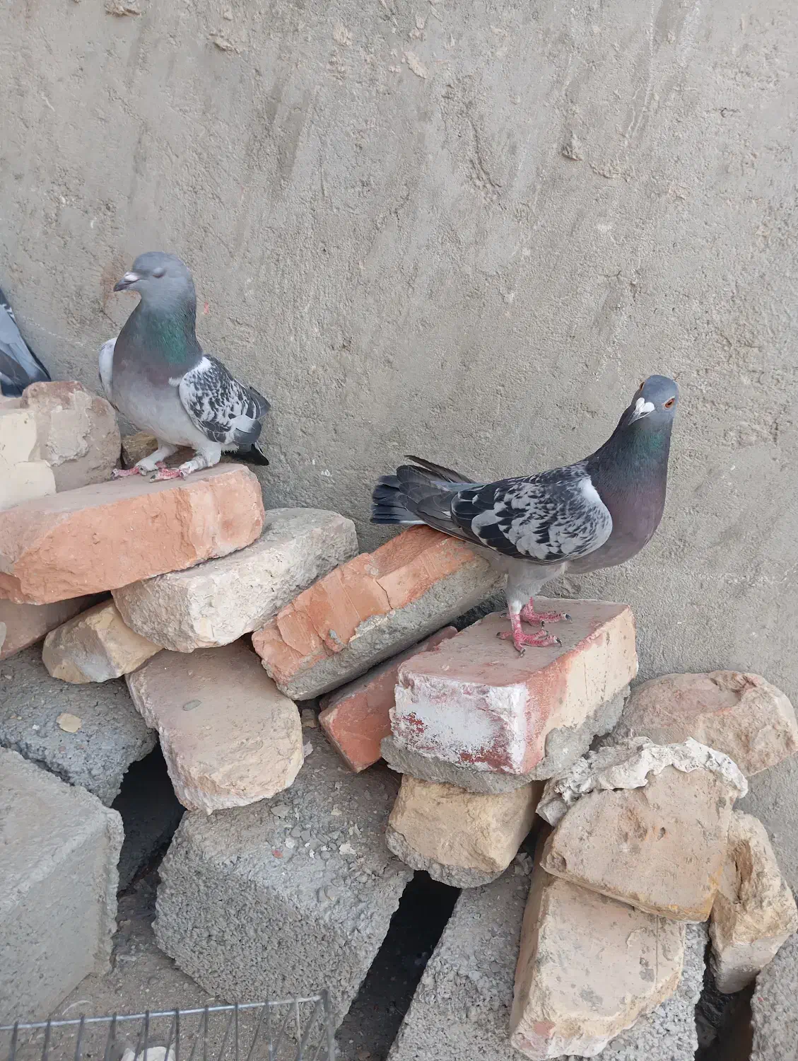 کبوتر ها فروشی|پرنده|سراوان, |دیوار