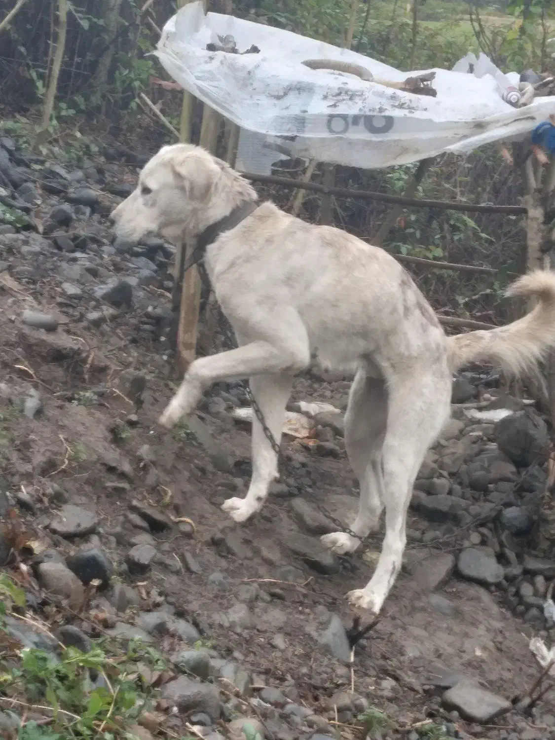 واگزاری ماده عراقی سه ساله|سگ|رانکوه, |دیوار