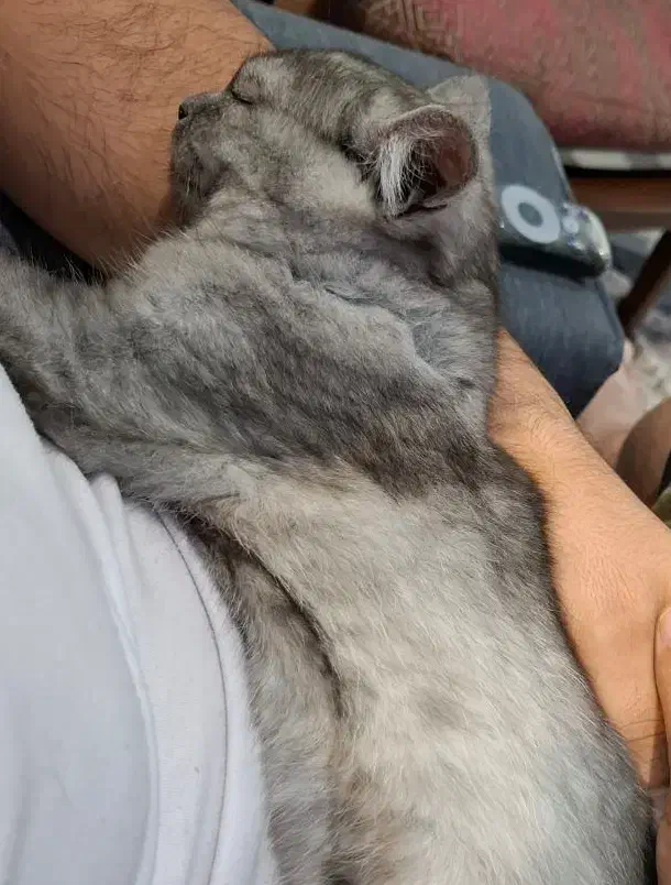 گربه بریتیش نر،فلت،رنگ خاکستری تیره،چشمای زرد|گربه|اراک, |دیوار