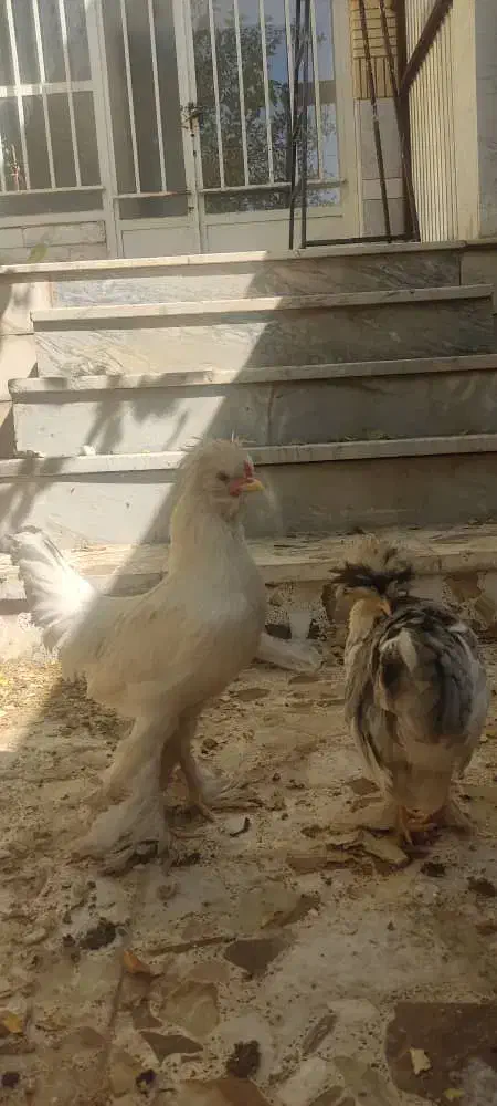 مرغ و خروس|حیوانات مزرعه|نجف‌آباد, یزدانشهر|دیوار