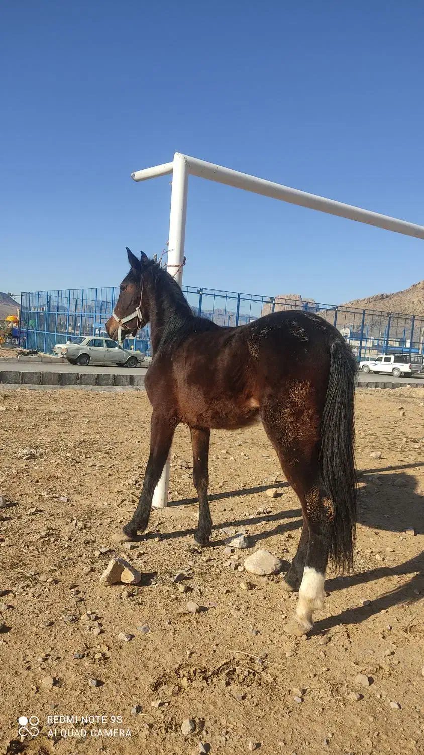 اسب کره مادیان|اسب و تجهیزات اسب‌سواری|مرودشت, دولت آباد|دیوار