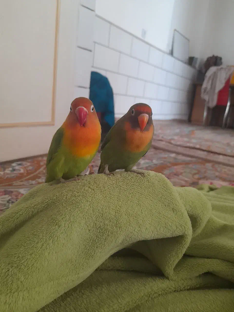 کوتوله و فنج|پرنده|قم, علی آباد سعدگان|دیوار