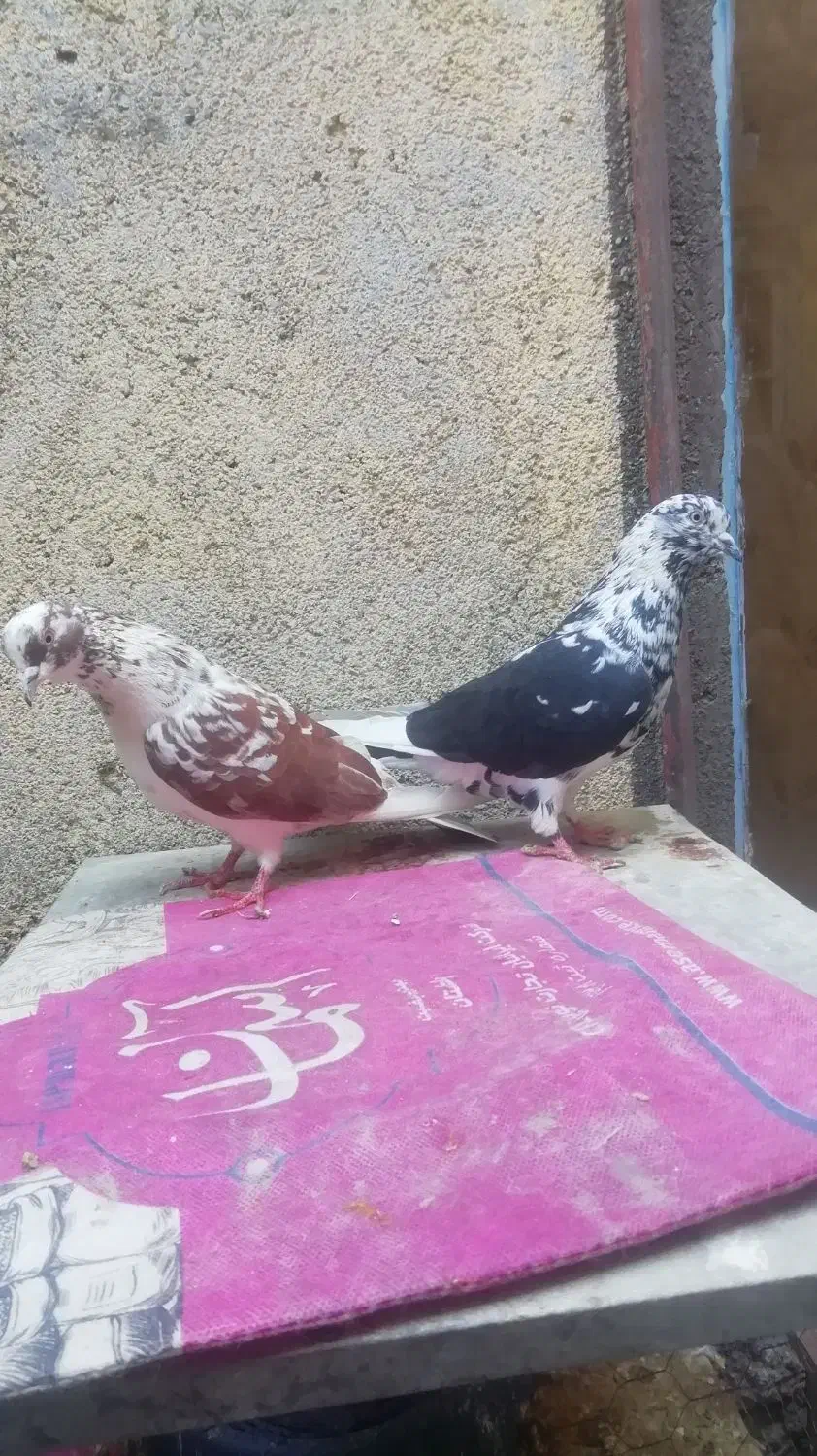 جوجه رنگی|حیوانات مزرعه|مشهد, امیرآباد|دیوار