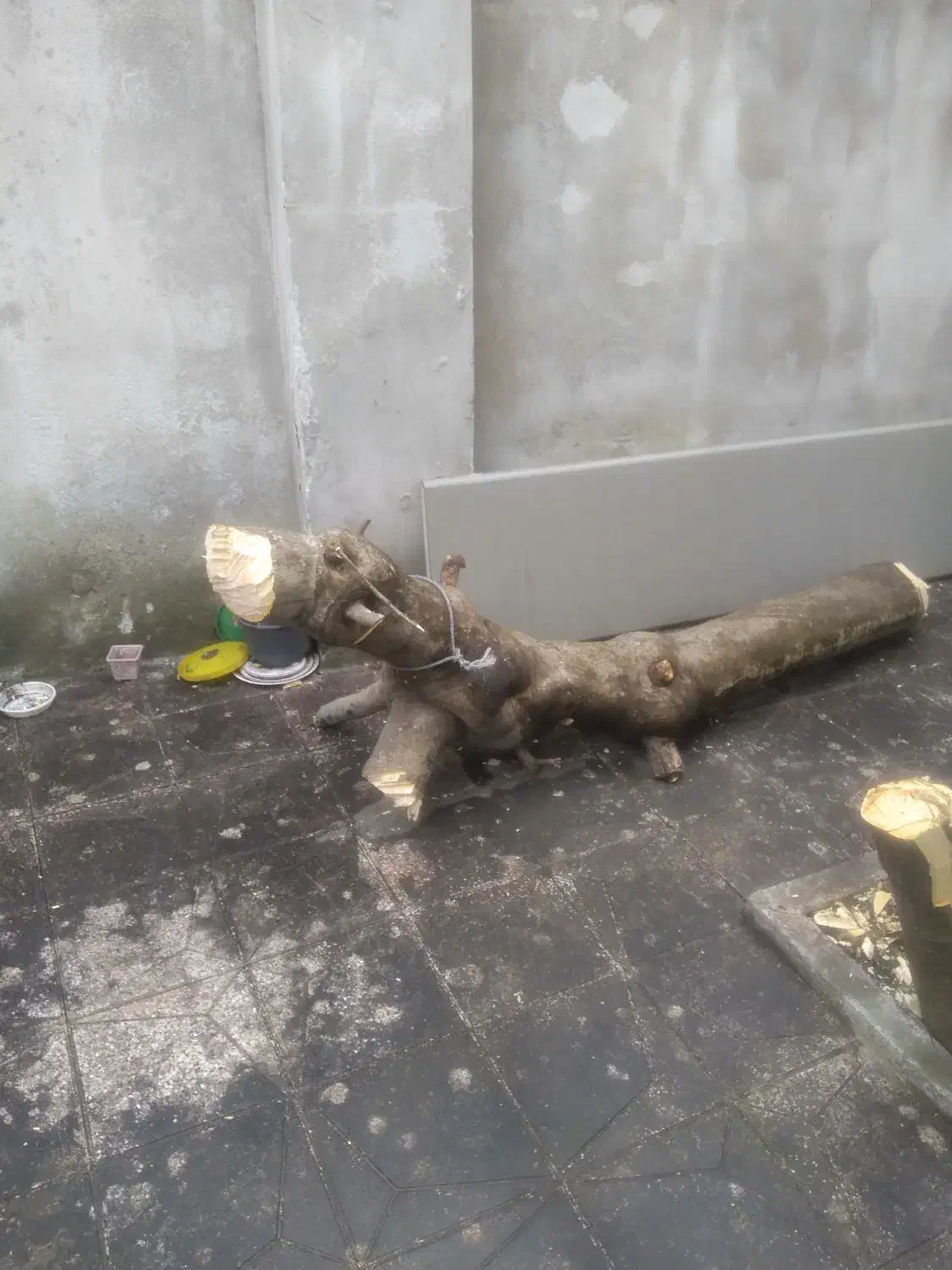 چوب درخت انجیر|حراج|رشت, منظریه|دیوار