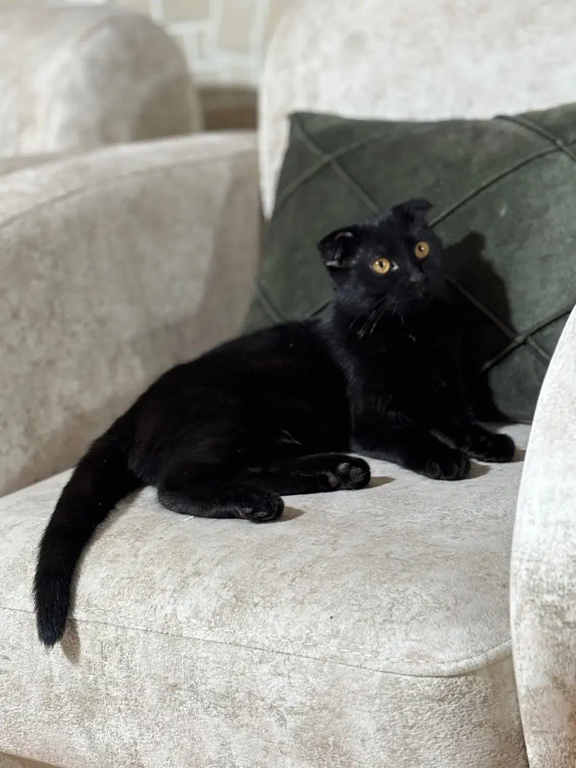 گربه|گربه|گرگان, |دیوار