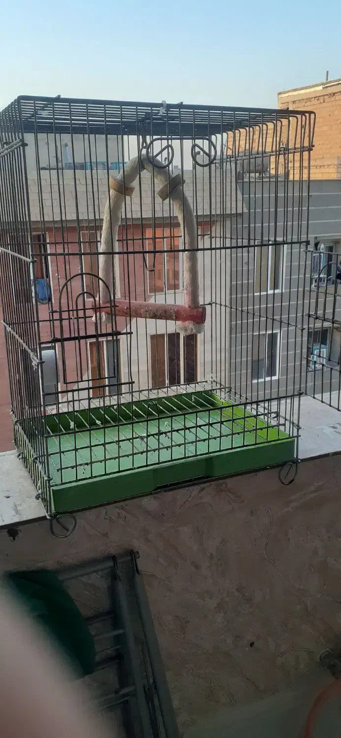 قفس پرنده|لوازم جانبی حیوانات|قرچک, شهرک طلائیه|دیوار