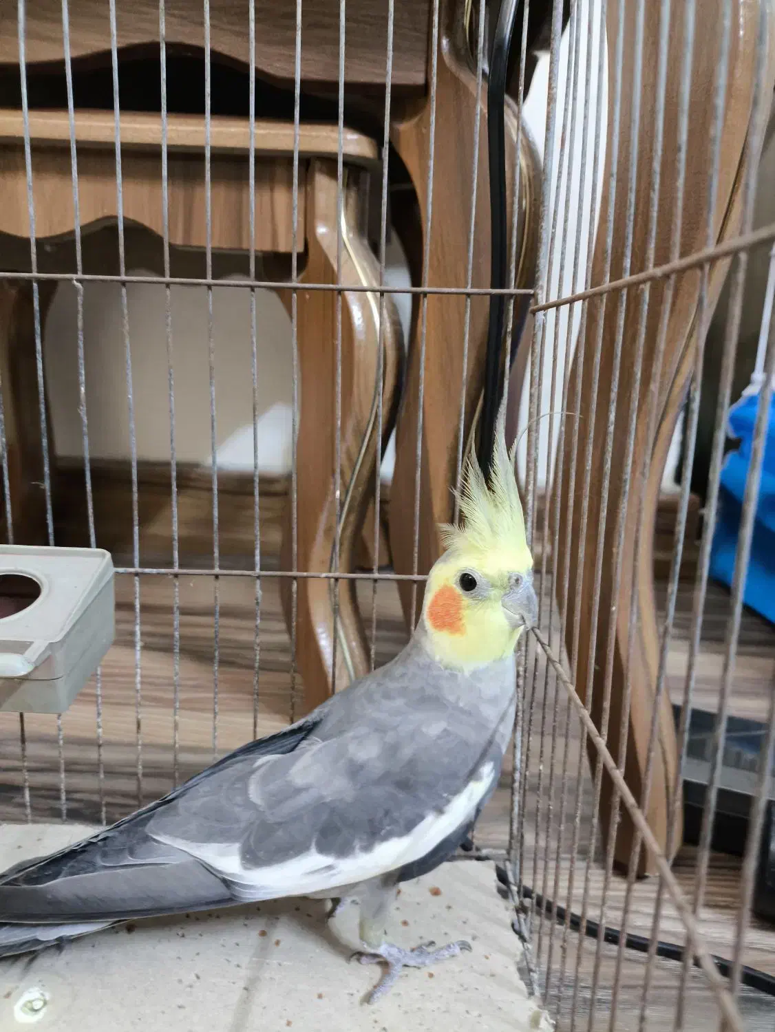 عروس هلندی|پرنده|املش, |دیوار