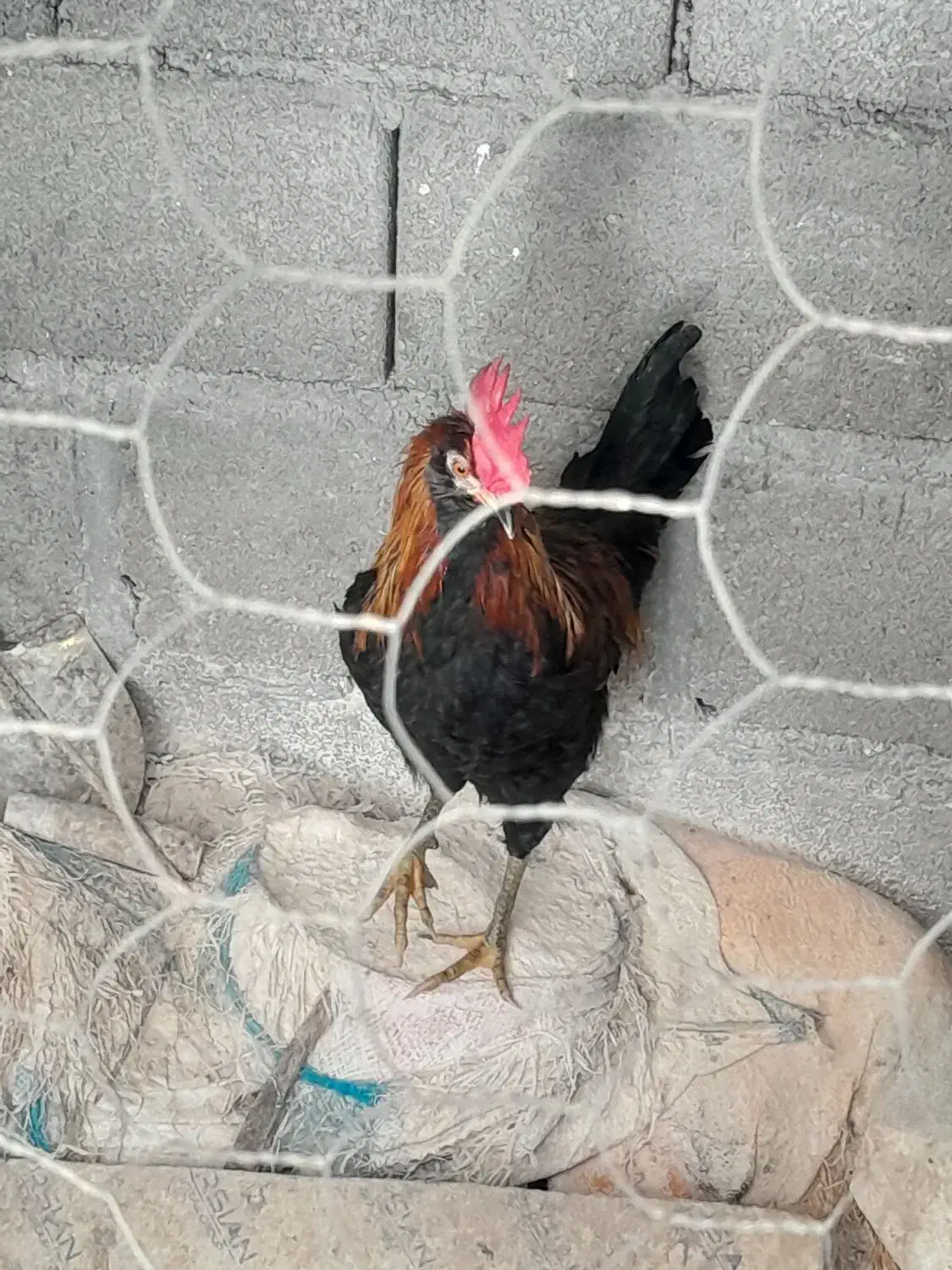 خروس محلی|حیوانات مزرعه|جم, |دیوار