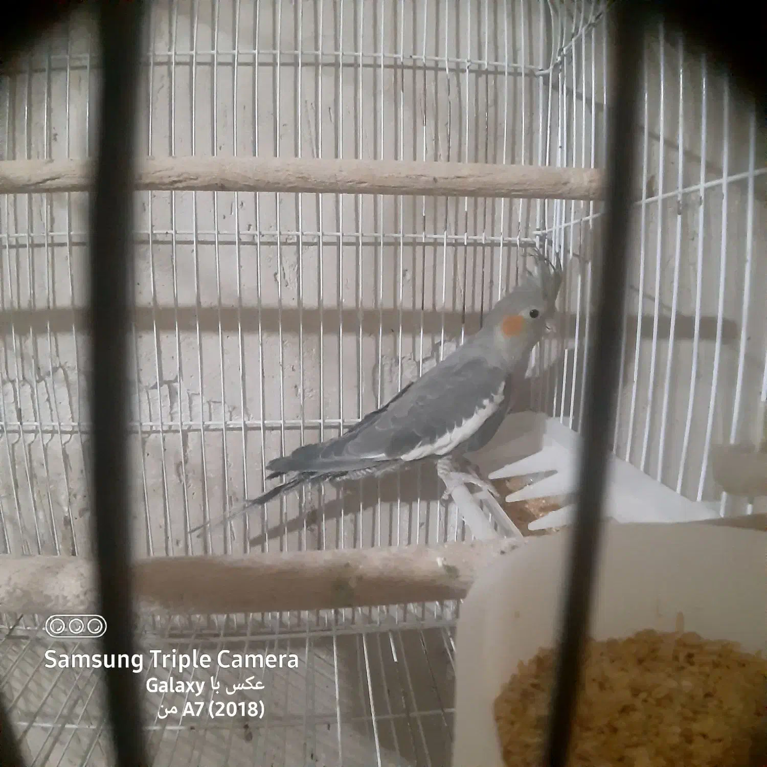 عروس هلندی|پرنده|خسروشاه, |دیوار