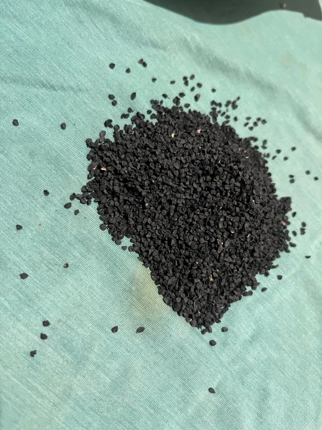 بذر پیاز نومل|گل و گیاه طبیعی|گرگان, |دیوار