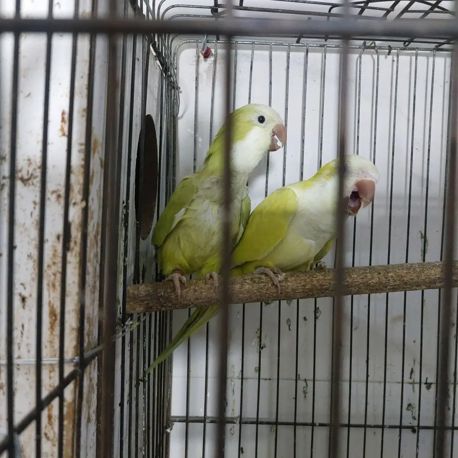 راهب آماده آماده|پرنده|بابل, |دیوار