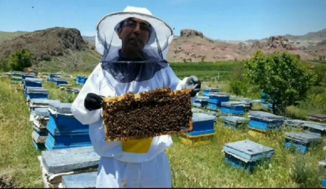 عسل صددرصد طبیعی و خالص بدون هیچ تغذیه ای|خوردنی و آشامیدنی|بردسکن, |دیوار