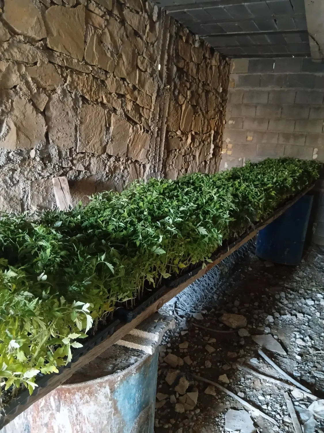 نشا گوجه|گل و گیاه طبیعی|دهدشت, |دیوار