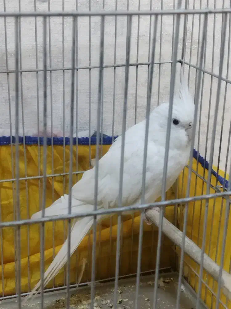 عروس هلندی البینو|پرنده|ایلام, |دیوار