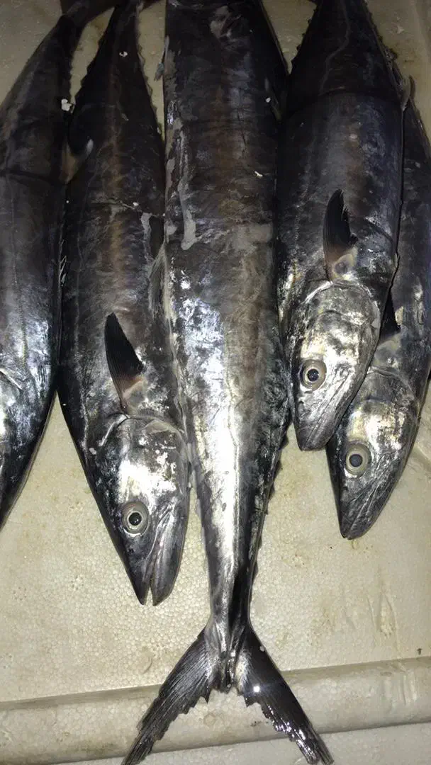 ماهی شیر جنوب تازه صید روز|خوردنی و آشامیدنی|تهران, حشمتیه|دیوار