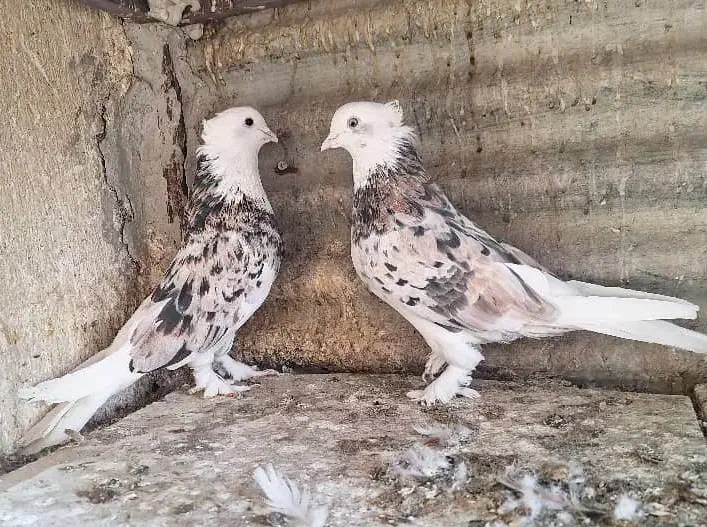 کفتر یه جفت هما سورو کاکولی پرپا خوش خال|پرنده|ری, ولی آباد|دیوار