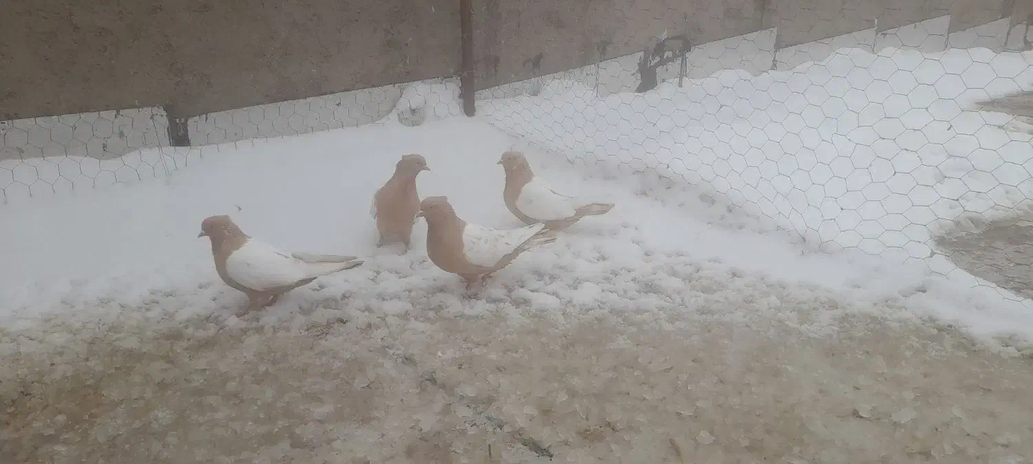 کبوتر سینه زرد|پرنده|جلفا, |دیوار