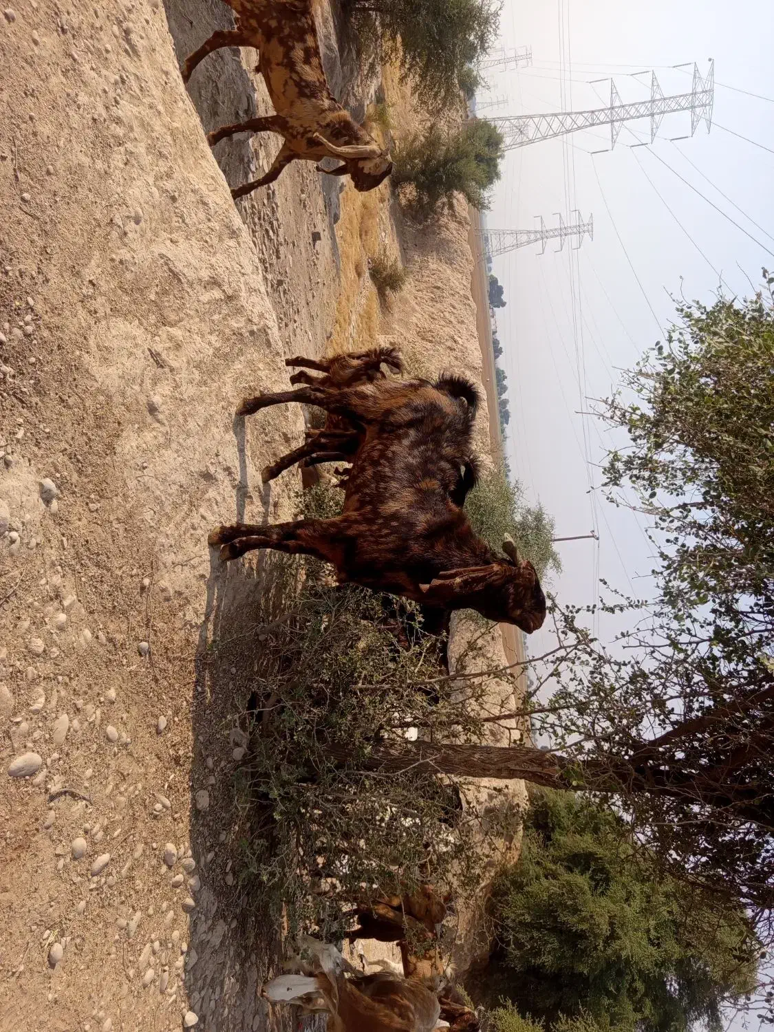 بز افغانی گمشده|حیوانات|اندیمشک, |دیوار