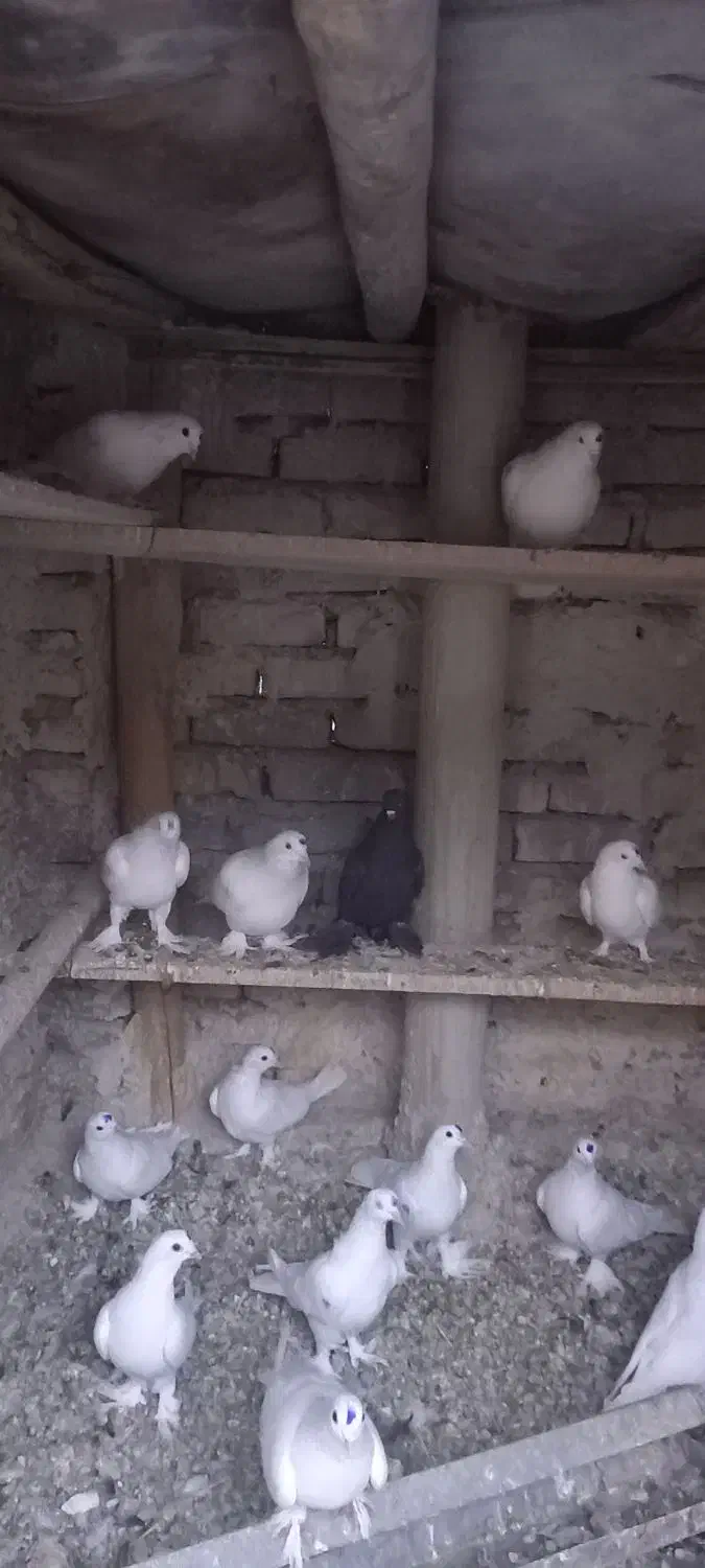 کبوتر|پرنده|تبریز, |دیوار