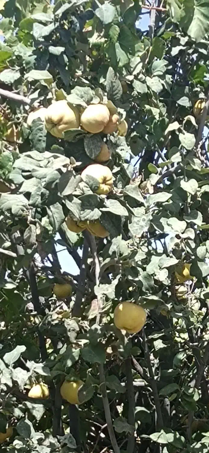 به طرق رود|خوردنی و آشامیدنی|اصفهان, لاله|دیوار