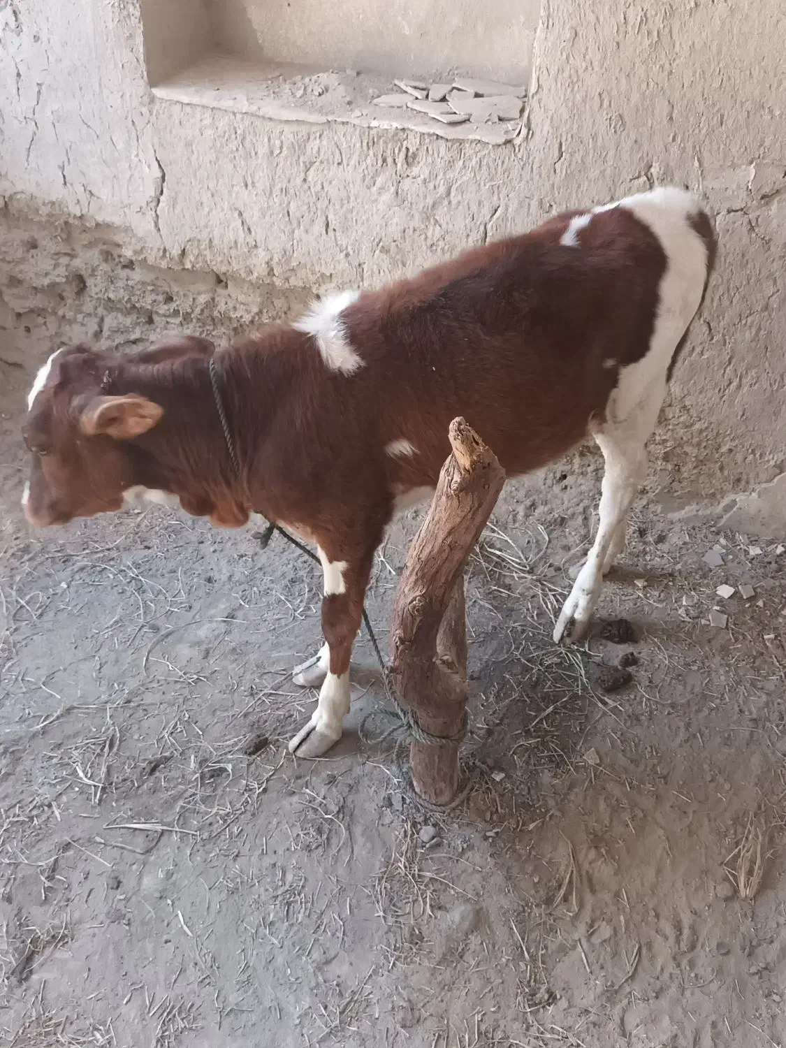 یک‌عدد‌گاو‌به‌همراه‌گوساله‌بفروش‌میرسد‌|حیوانات مزرعه|میناب, |دیوار