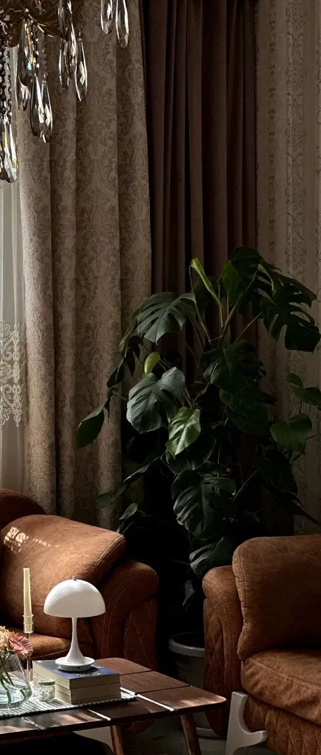 برگ‌ انجیری بزرگ ۲ متری|گل و گیاه طبیعی|اندیشه, شهرک مریم|دیوار