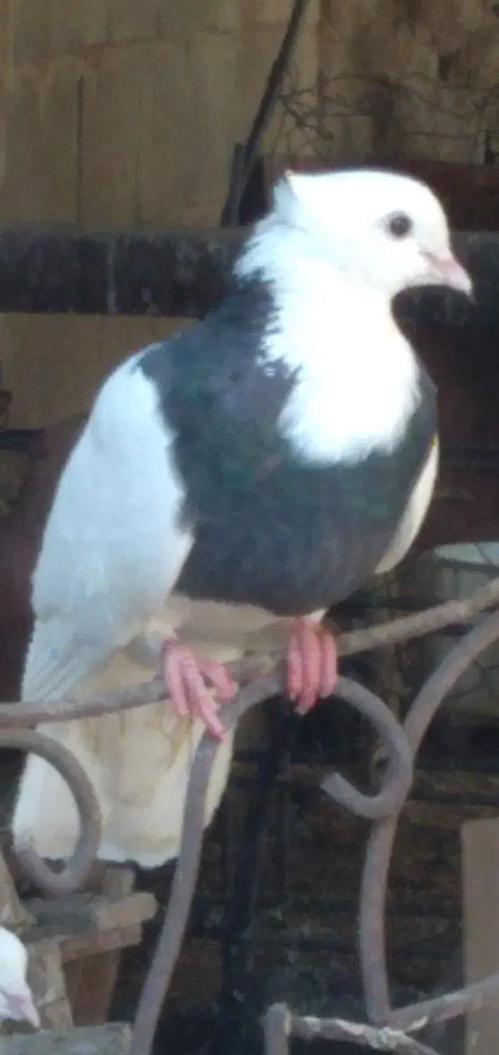 چند عددطوقی|پرنده|امیدیه, |دیوار