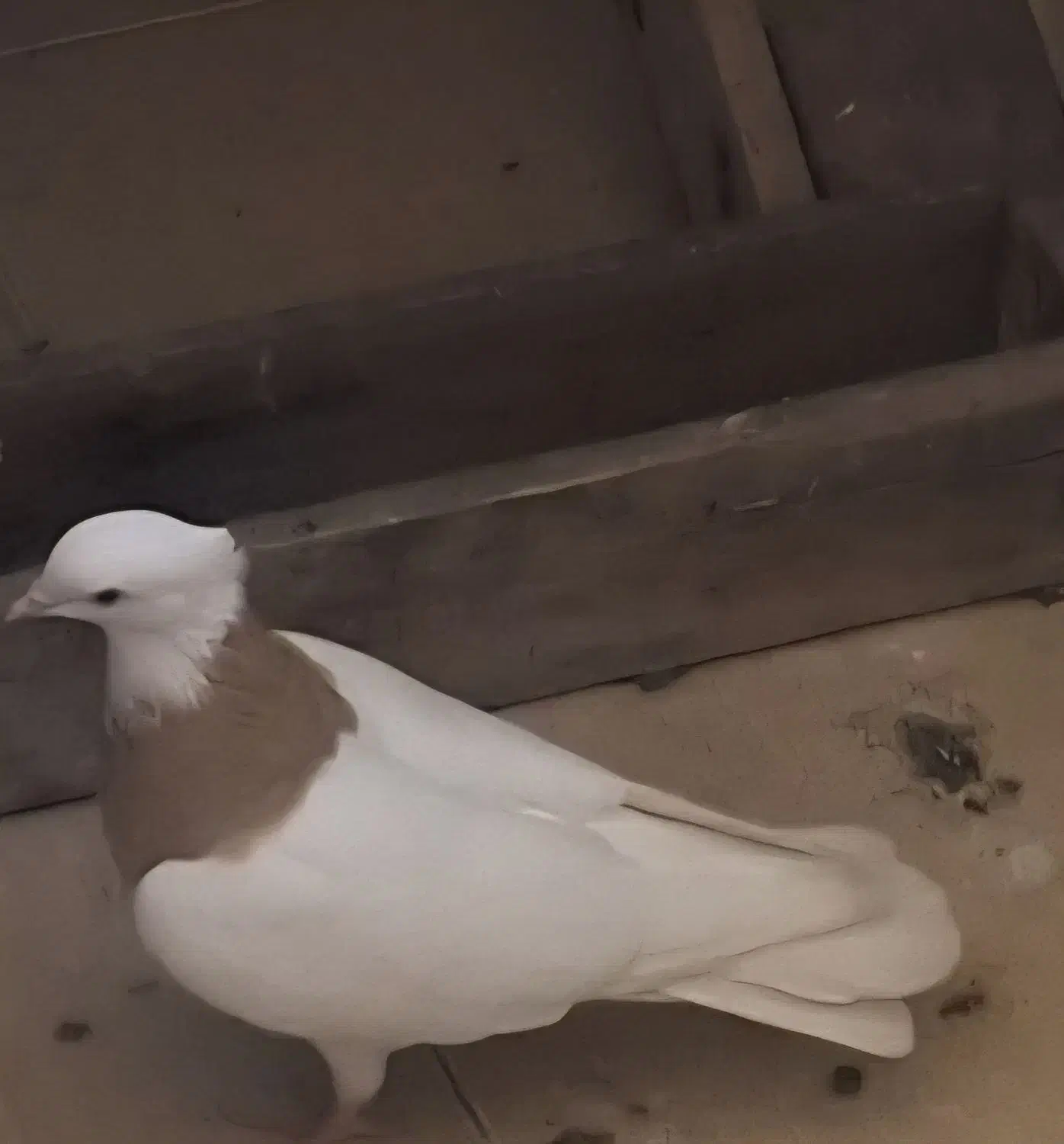 طوقی|حیوانات|اهواز, رسالت|دیوار