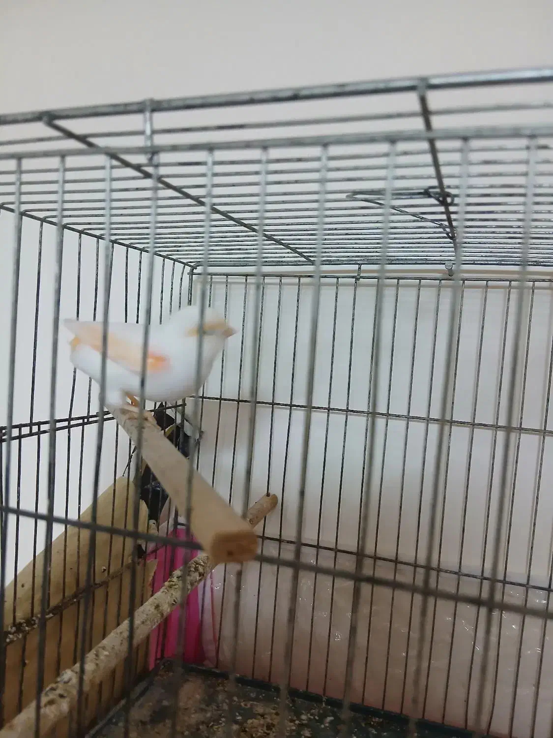 قناری موزایکی|پرنده|رشت, حمیدیان|دیوار