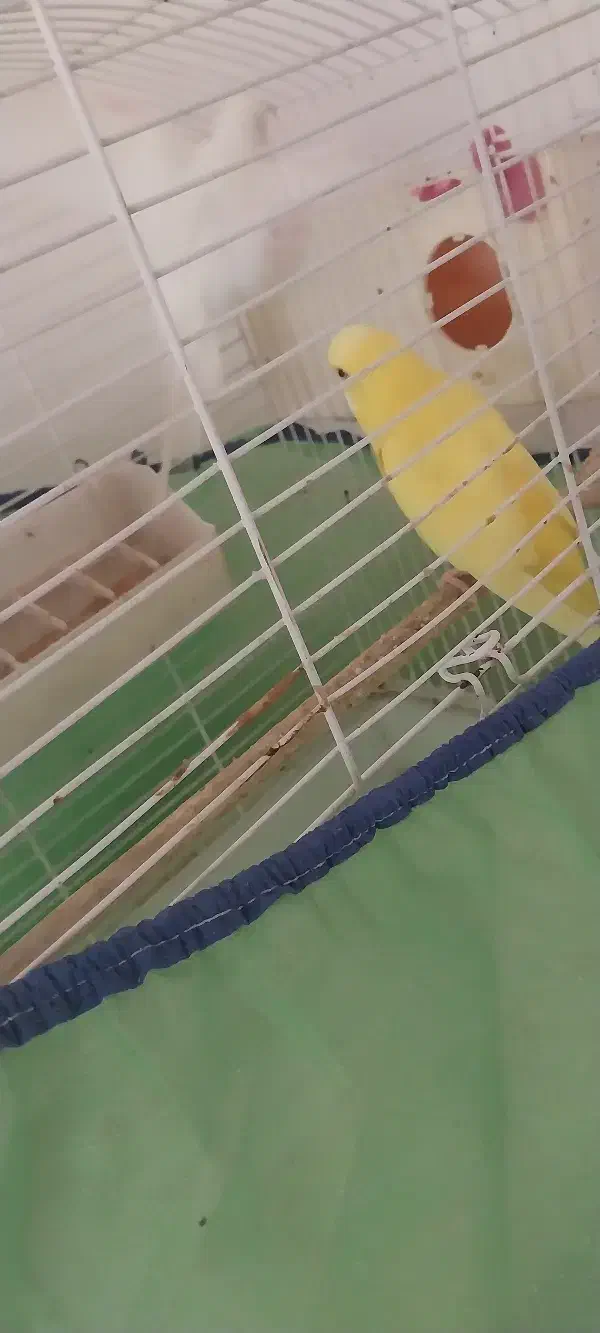 مرغ عشق|پرنده|قرچک, میرزائی جنوبی|دیوار