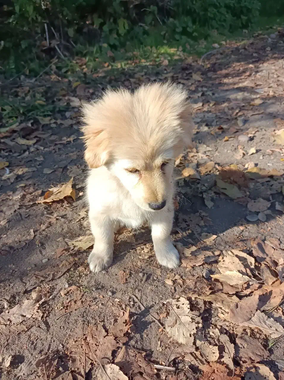 توله سگ اشپیتز|سگ|لولمان, |دیوار