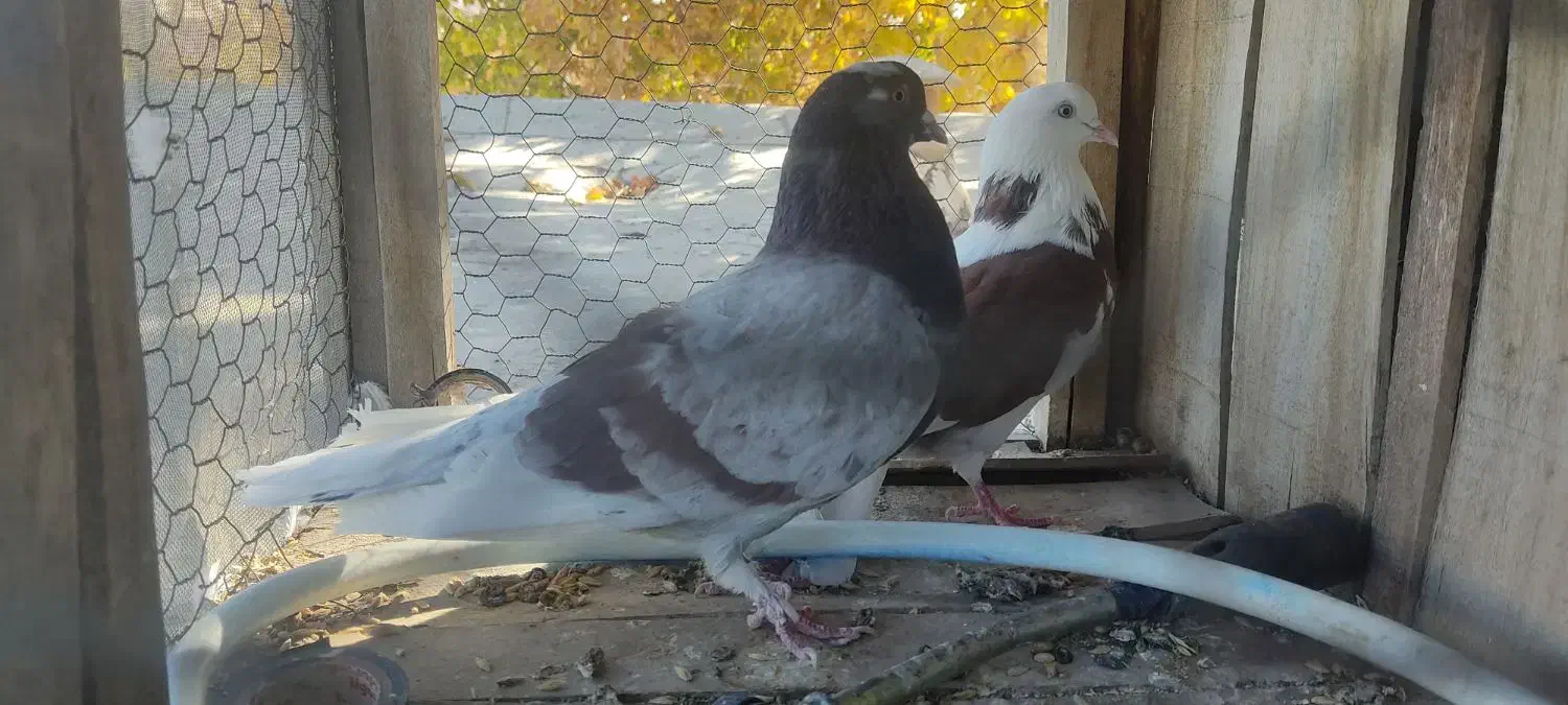 کبوتر پرشی|پرنده|گلپایگان, |دیوار