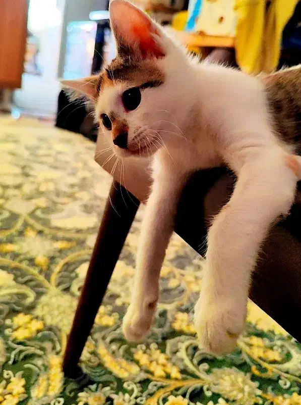 گربه dsh|گربه|سنندج, |دیوار