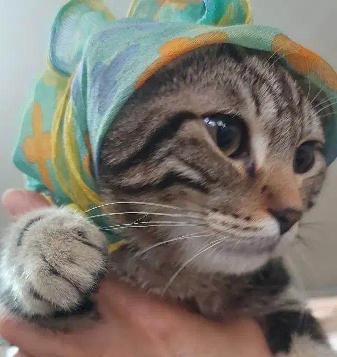 گربه نژاد دار|گربه|گلبهار, شهر جدید گلبهار|دیوار