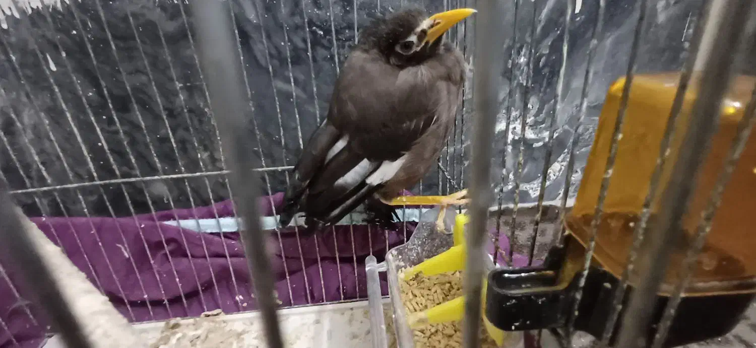 مرغ مینا|پرنده|قم, نیروگاه|دیوار