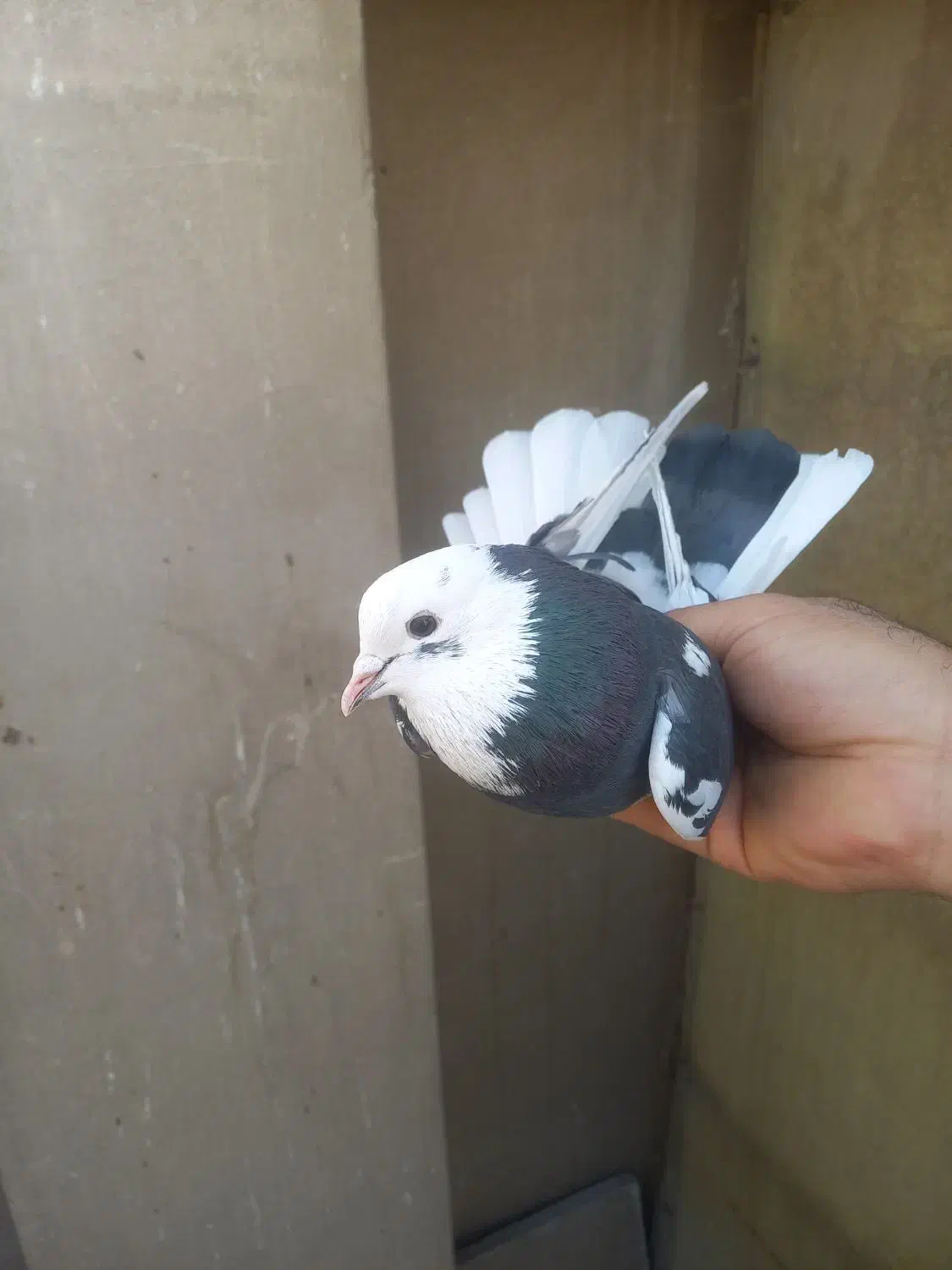 کفتر استفاده|پرنده|تهران, مختاری|دیوار