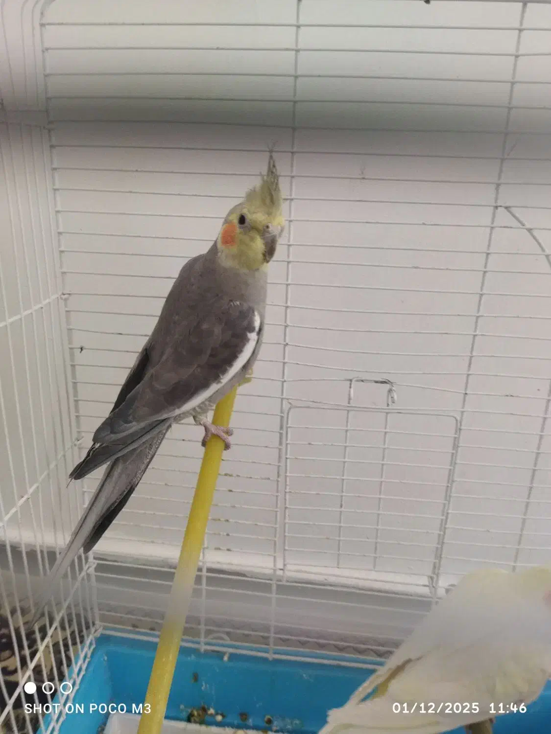 عروس هلندی بالغ|پرنده|صدرا-فارس, فاز ۱|دیوار