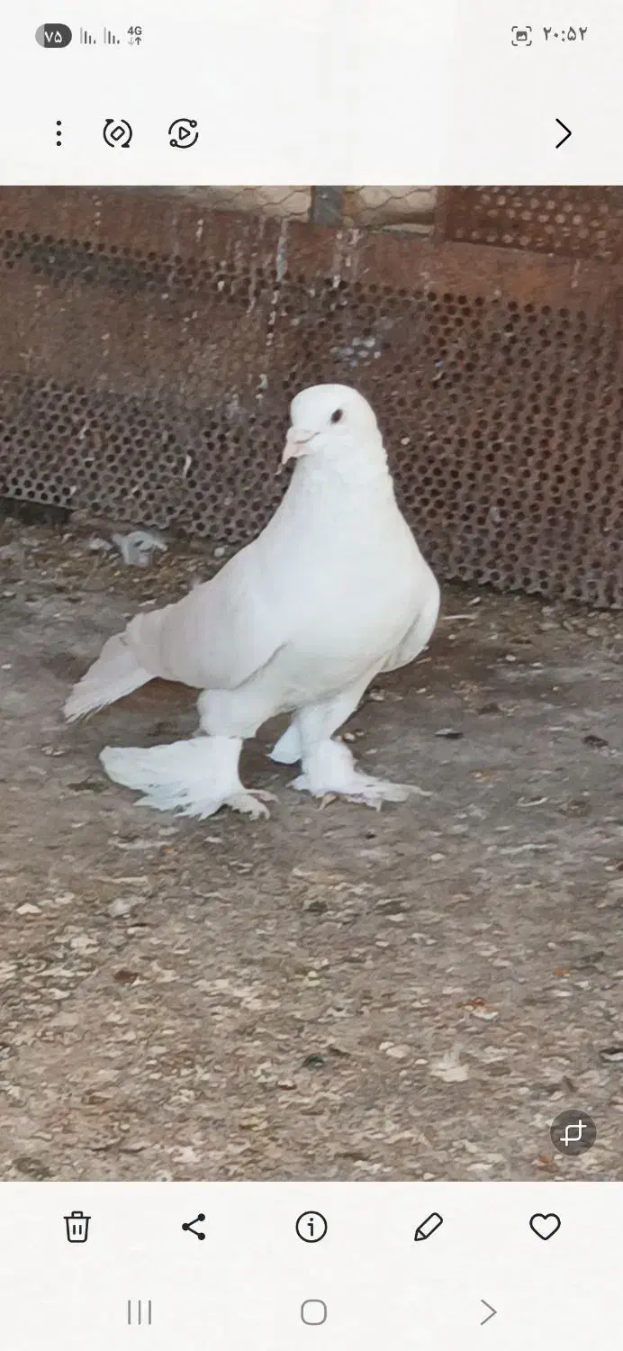 کفتر|پرنده|شیراز, ابیوردی|دیوار