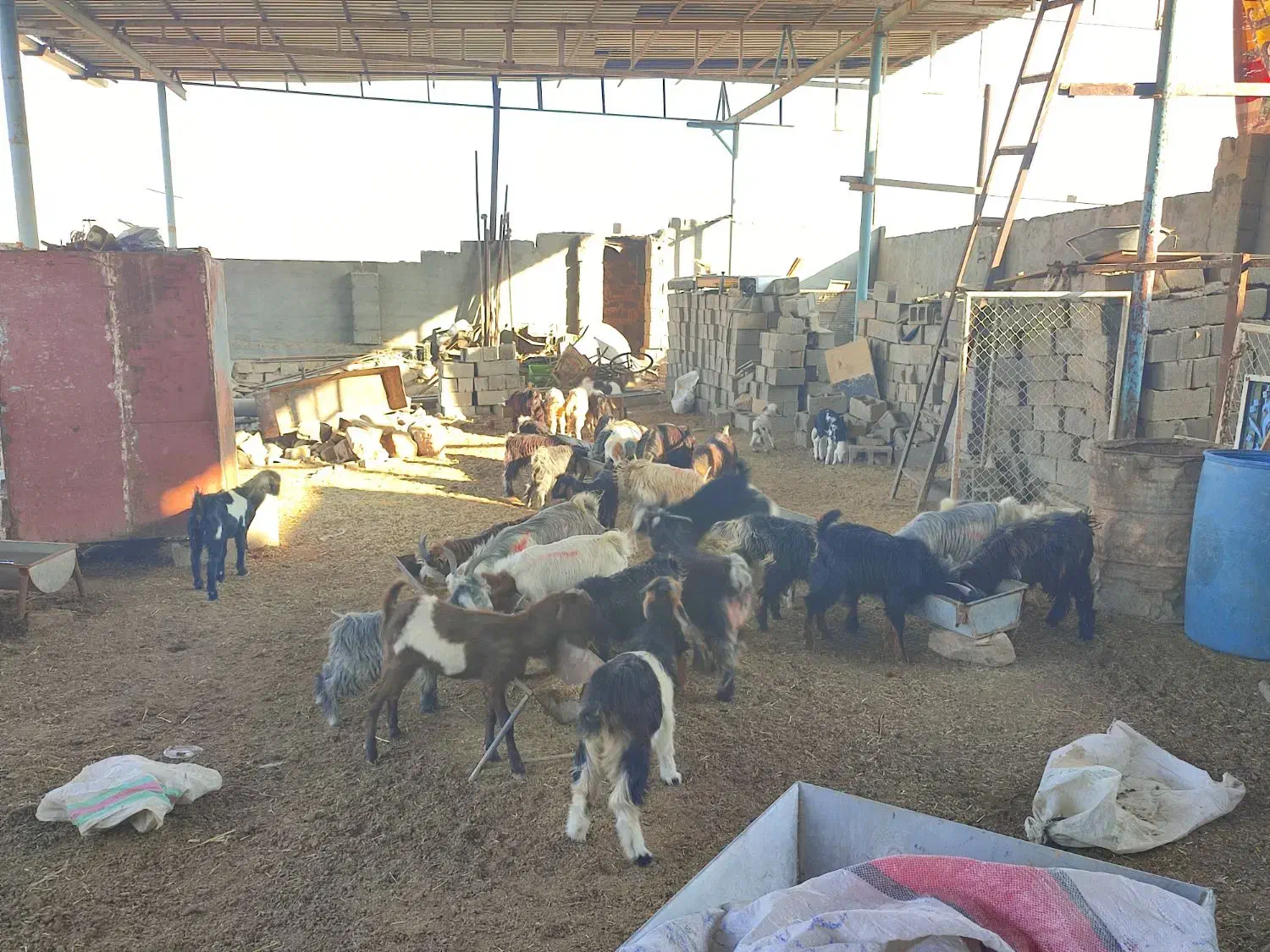 حدود 40عددبز نروماده جوان برای پرواری خوبه|حیوانات مزرعه|شوشتر, |دیوار