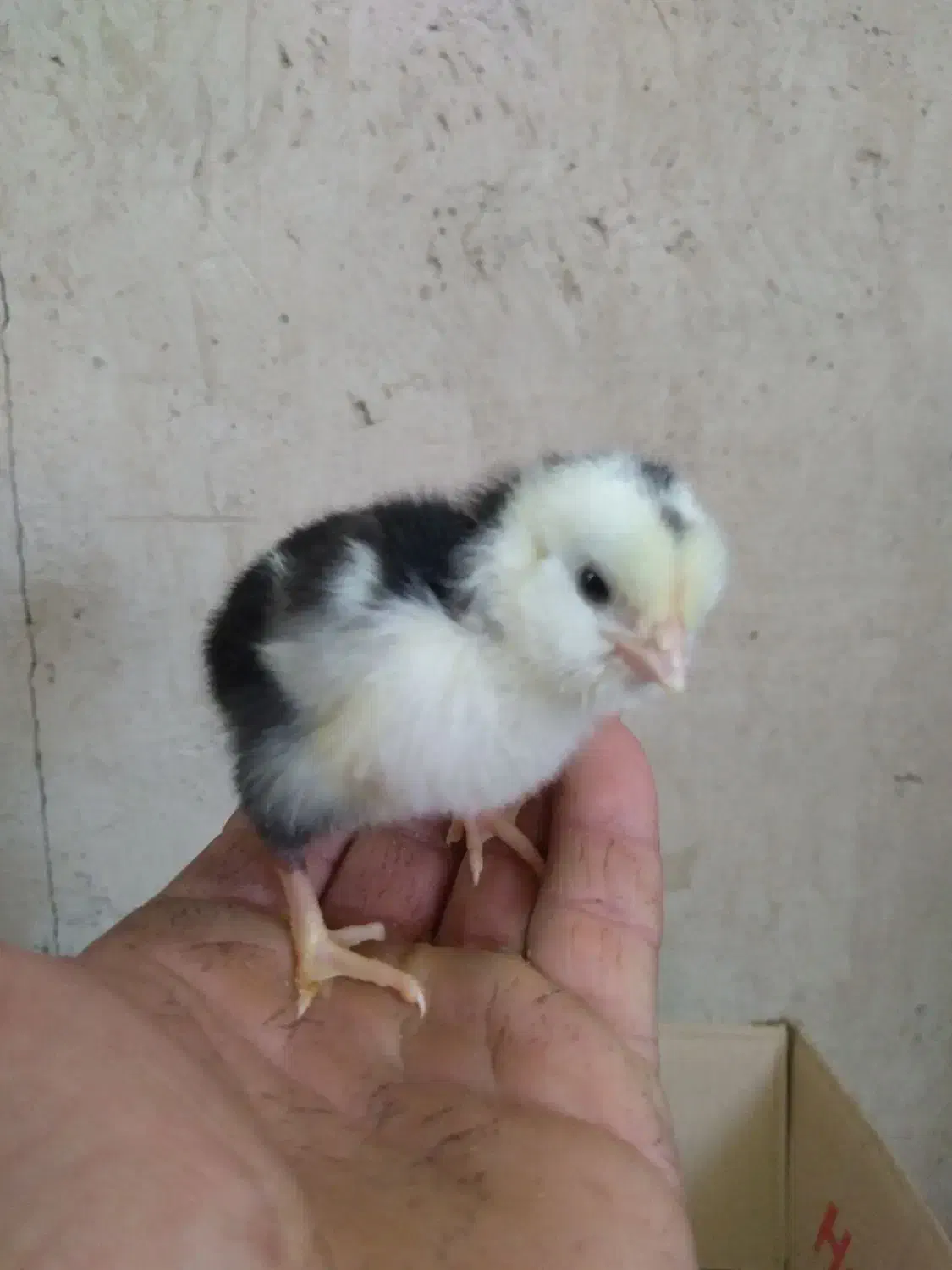 جوجه گلین ۴روزه|حیوانات مزرعه|نکا, |دیوار