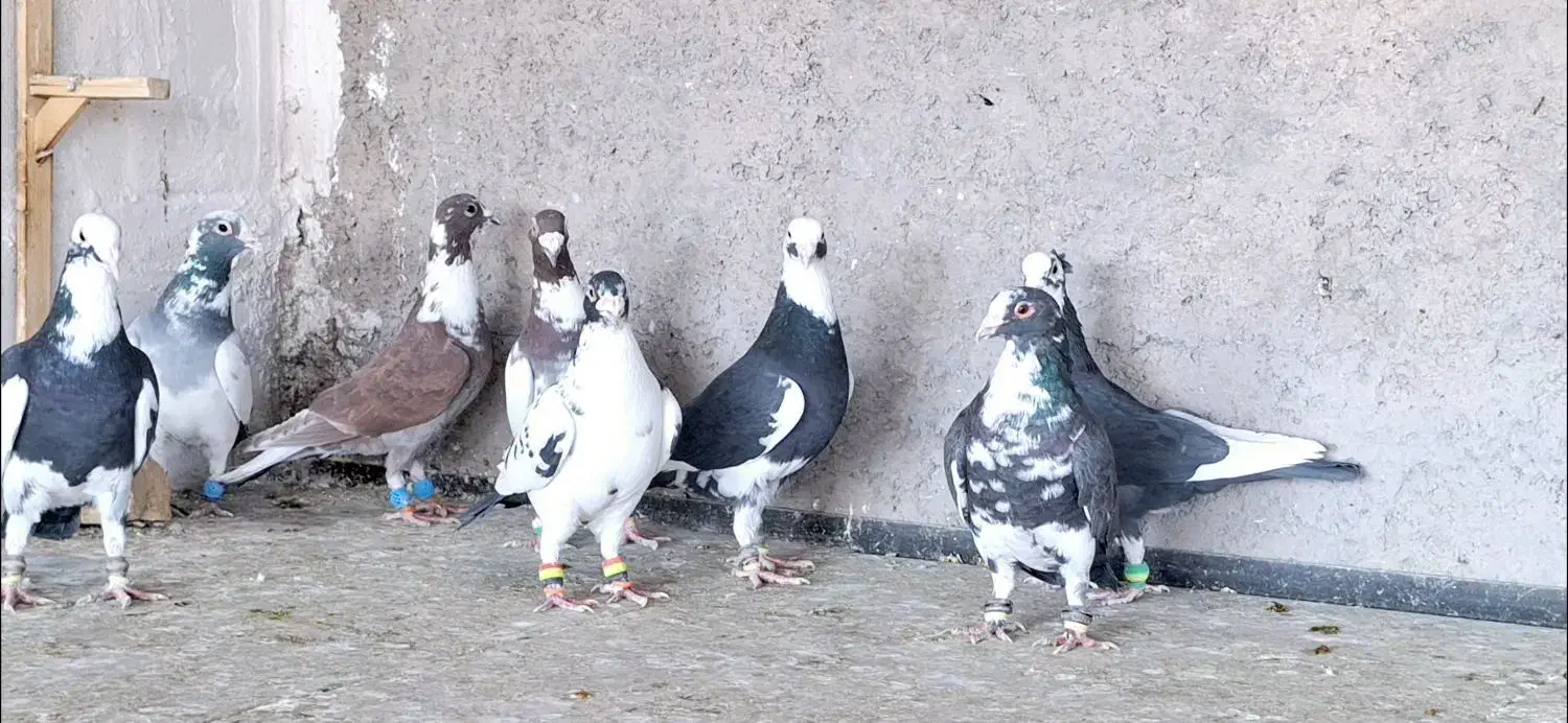 کبوتر پرشی|پرنده|بیرجند, |دیوار