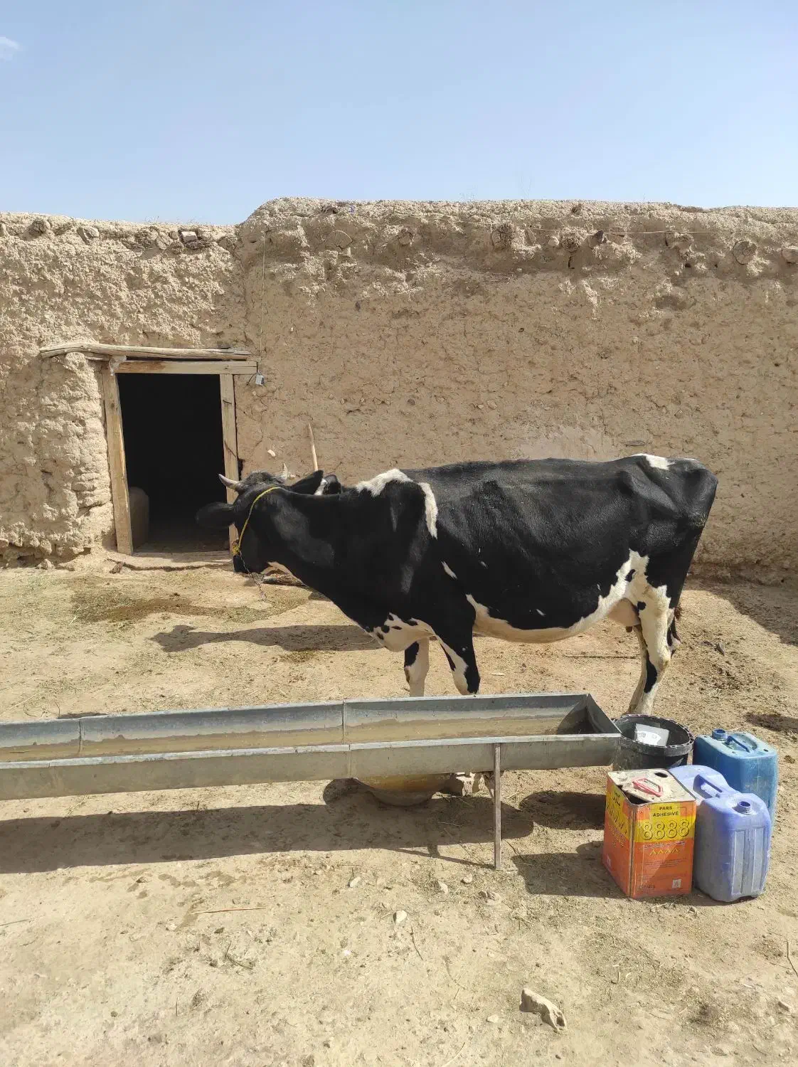 گاو و گوساله|حیوانات مزرعه|ماهنشان, |دیوار