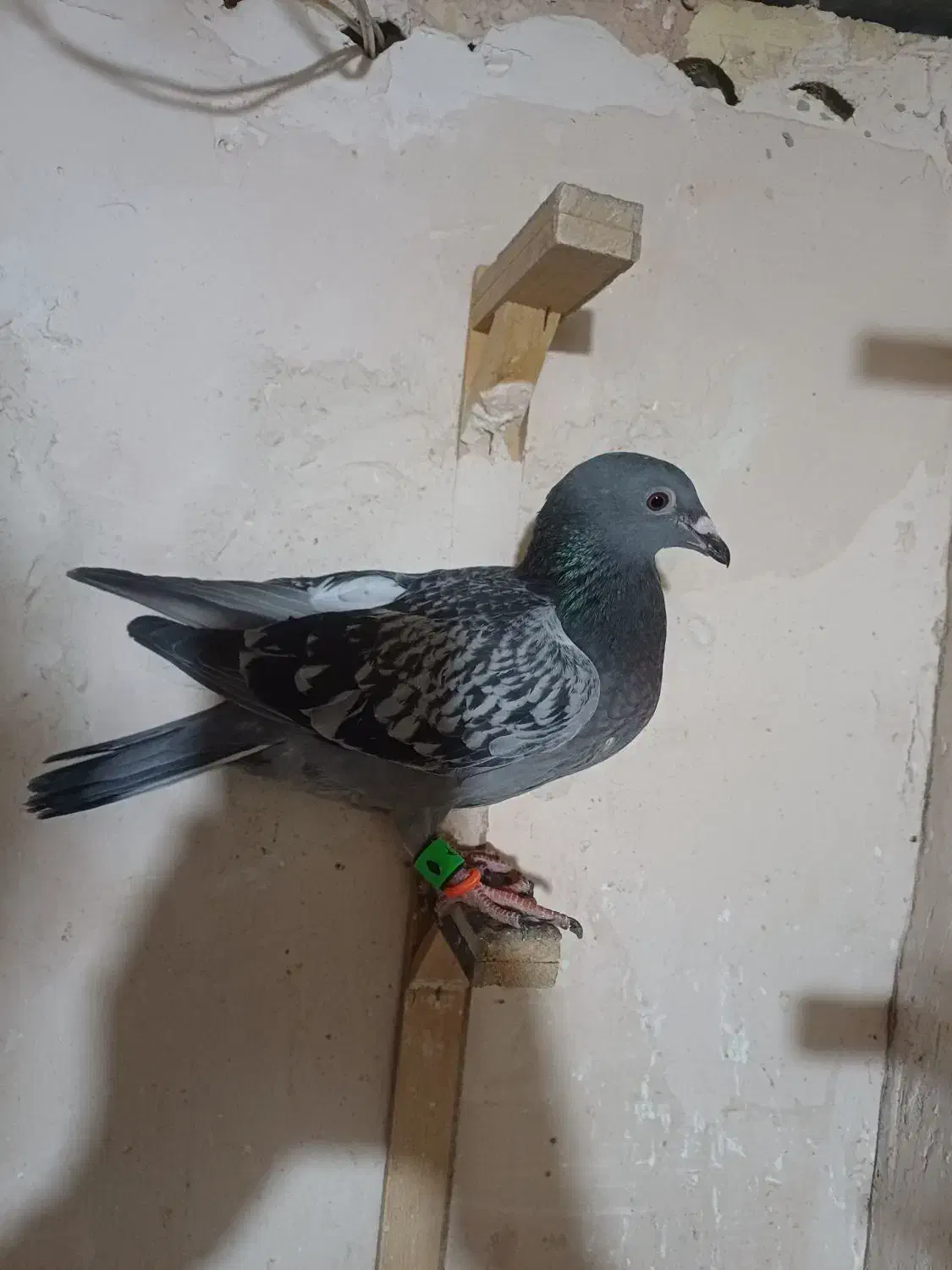 کبوتر|پرنده|مشهد, کلاته برفی|دیوار