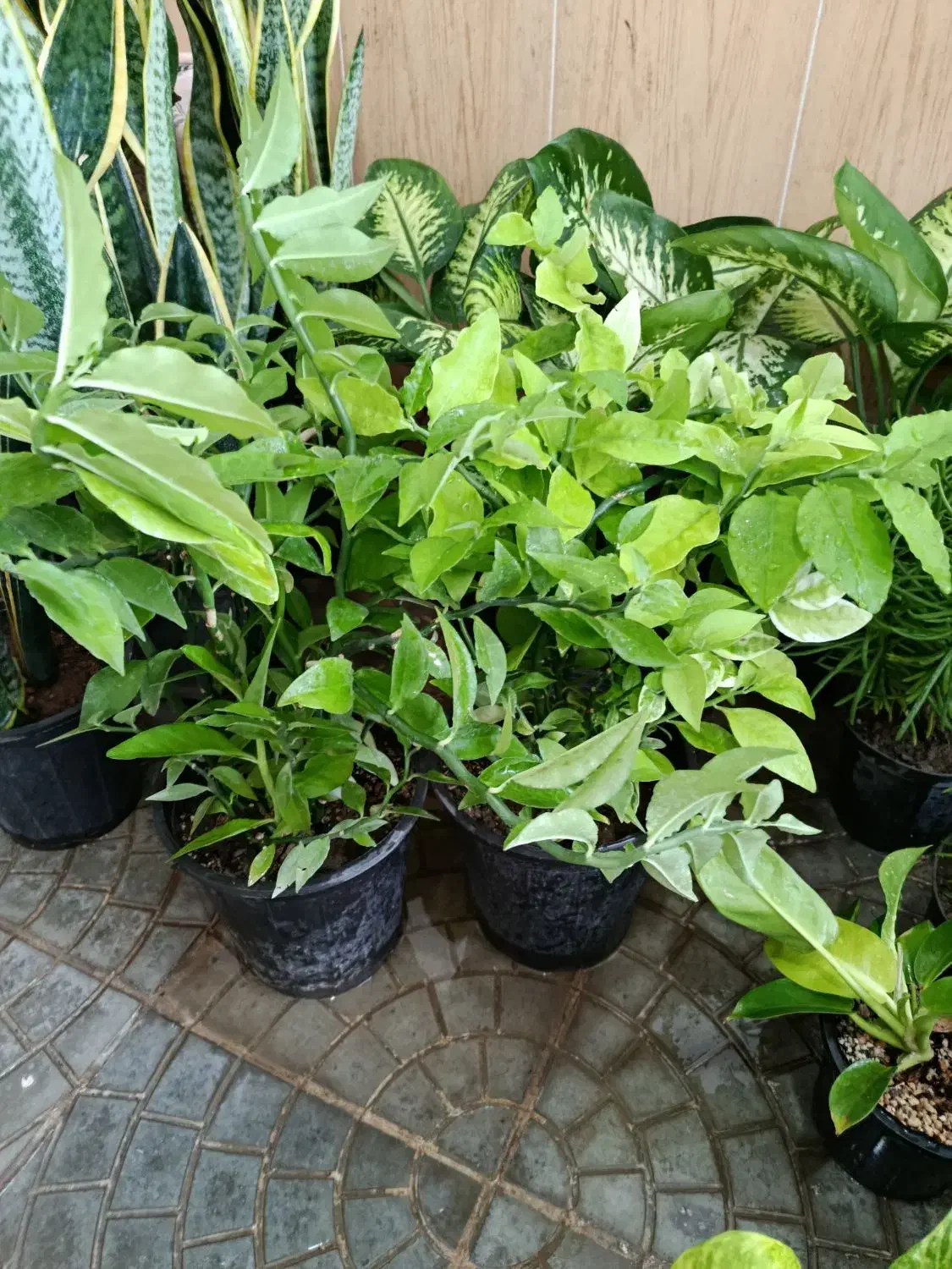 گل آپارتمانی با نازلترین قیمت|گل و گیاه طبیعی|بیرجند, |دیوار