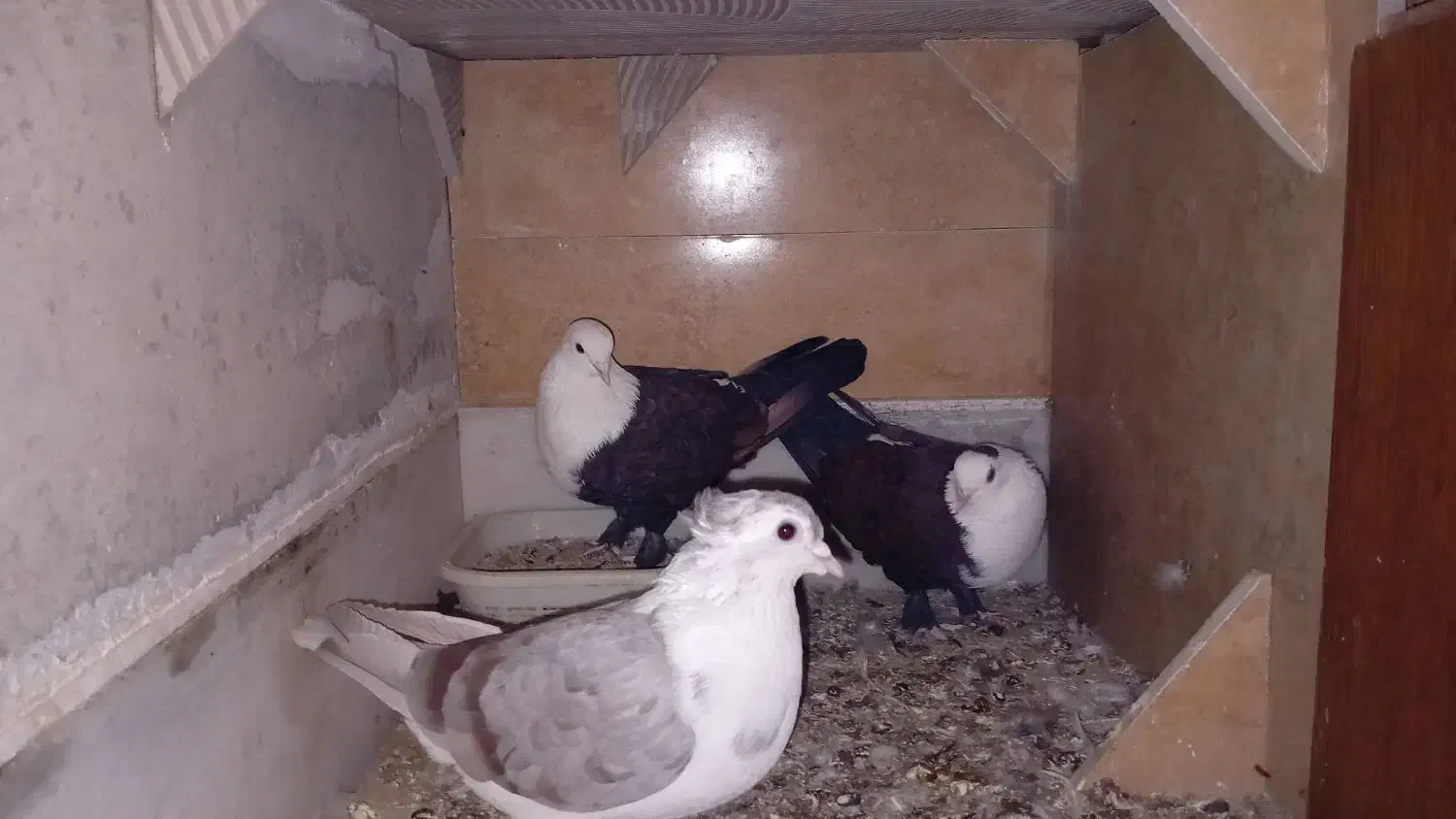 کبوتر|پرنده|گنبد کاووس, |دیوار