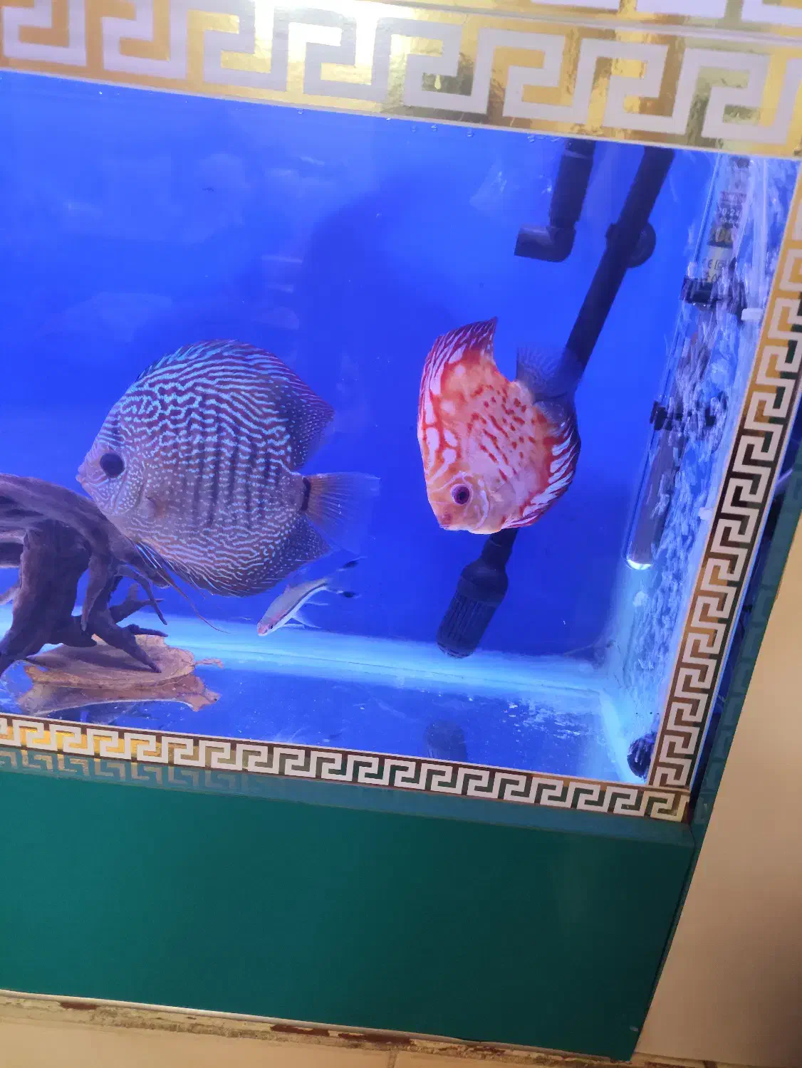 ماهی دیسکس|ماهی|پاکدشت, پاکدشت (مامازند)|دیوار