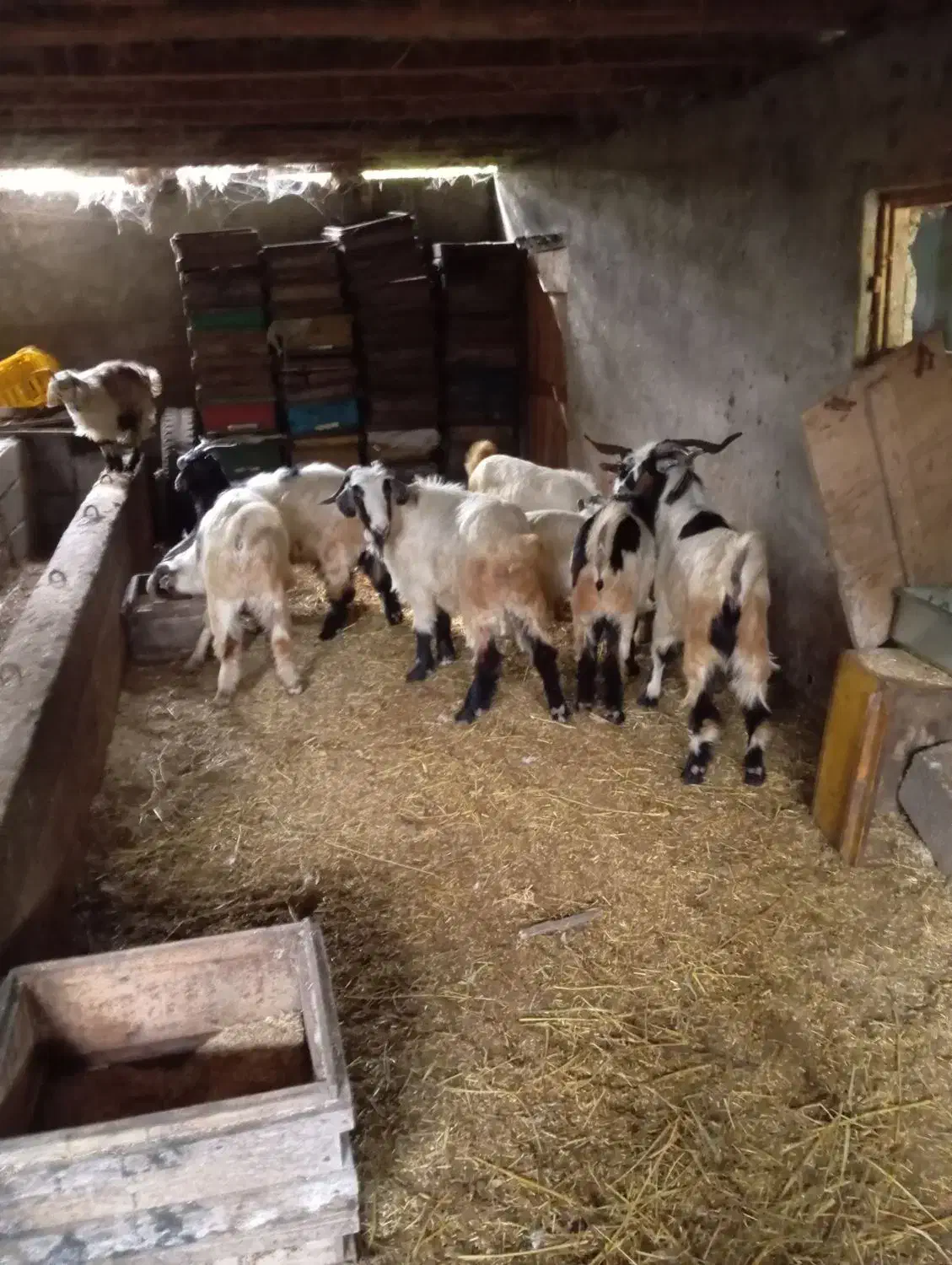 بز و بزگاله|حیوانات مزرعه|حویق, |دیوار