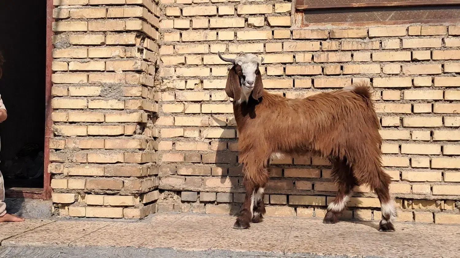 بز کهره|حیوانات مزرعه|بندر ماهشهر, |دیوار